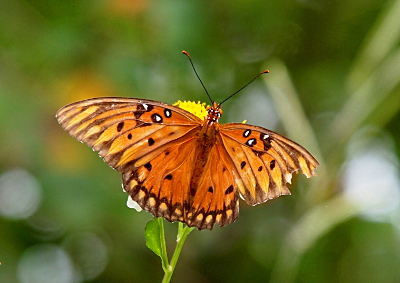 [The butterfly is perched on a flower with its wings fully open and flat. The upper and lower wings are the left side are complete. The upper wing on the right side is missing the a chunk. The long antennas are black with orange tips which are slightly thicker than the rest of the antennae and contrast against the greenery of the background.]